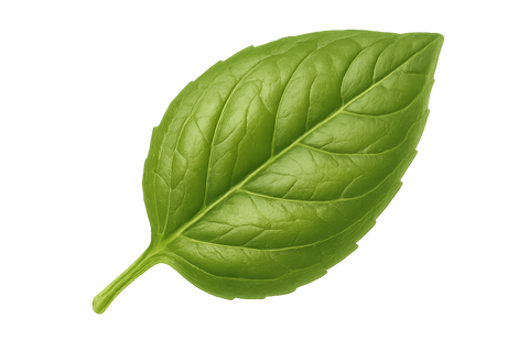 ورقة حبق بدون خلفية